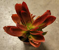 Campfire Crassula